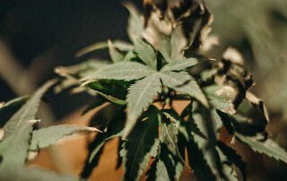 Cannabis Plant