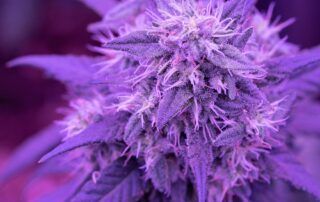 Cannabis Bud Under Purple Grow Light